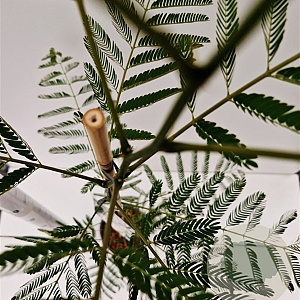 Albizia julibrissin 100-125 cm 3,0L