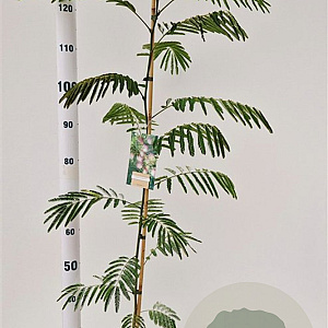 Albizia julibrissin 100-125 cm 3,0L