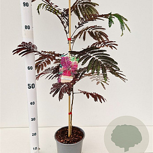 Albizia julibr. 'Summer Chocolate' 40-60 cm 3,0L
