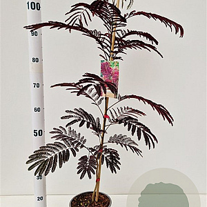 Albizia julibr. 'Summer Chocolate' 80-100 cm 3,0L