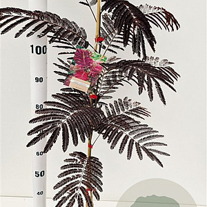 Albizia julibr. 'Summer Chocolate' 100-125 cm 3,0L