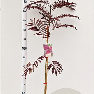 Albizia julibr. 'Summer Chocolate' 125-150 cm 3,5L