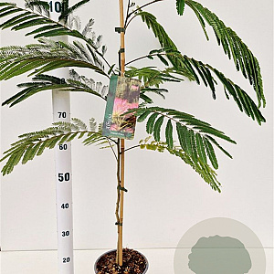 Albizia julibr. Tropical Dream 60-80 cm 3,0L