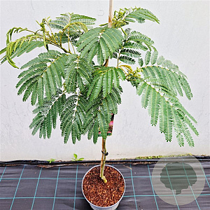 Albizia julibr. Tropical Dream 100-125 cm 10L