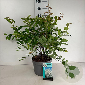 Amelanchier lamarckii 60-80 cm 10L