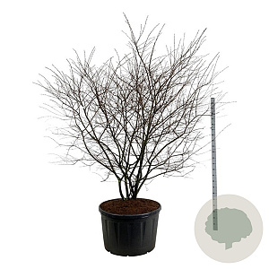 Amelanchier lamarckii 225-250 cm cont. 285L solitair