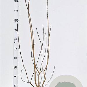 Aronia melanocarpa 100-125 cm 50L