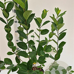 Aronia melanocarpa 100-125 cm 50L