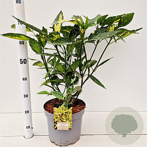 Aucuba jap. 'Picturata' 50-60 cm 7,5L