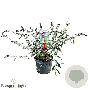 Buddleja d. 'Border Beauty' 40-50 cm 3,0L