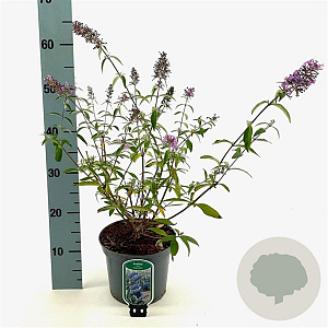 Buddleja d. 'Empire Blue' 40-50 cm 3,0L