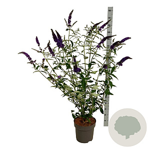 Buddleja d. 'Empire Blue' 100-125 cm 15L