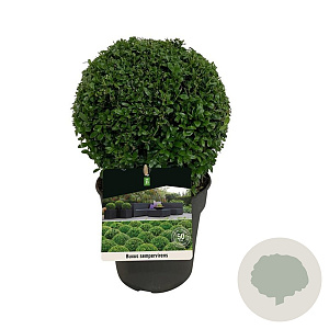 Buxus sempervirens 20-25 cm 3,0L bol antraciet