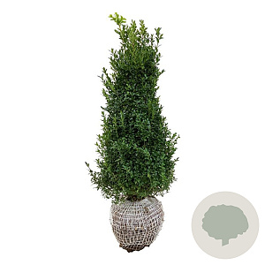 Buxus sempervirens 60-80 cm met kluit struik