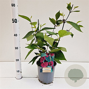 Callicarpa bod. 'Profusion' 30-40 cm 2,5L