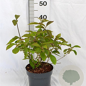 Callicarpa bod. 'Profusion' 30-40 cm 3,0L