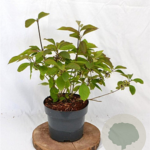 Callicarpa bod. 'Profusion' 30-40 cm 3,0L