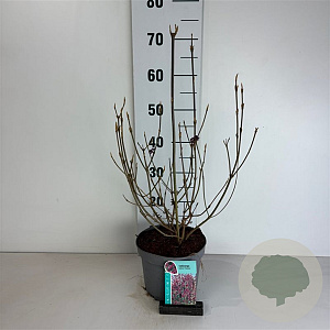 Callicarpa bod. 'Profusion' 50-60 cm 35L