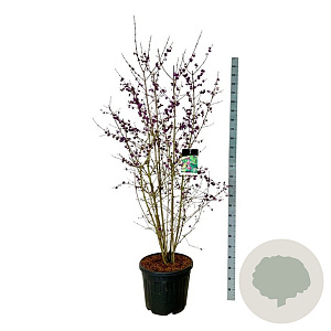 Callicarpa bod. 'Profusion' 150-175 cm cont. 55L extra