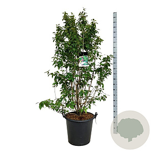 Callicarpa bod. 'Profusion' 170-200 cm cont. 55L extra