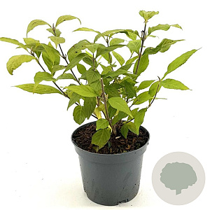 Callicarpa jap. 'Leucocarpa' 30-40 cm 3,0L