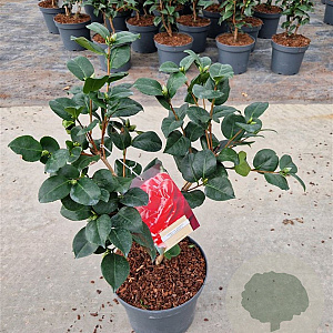 Camellia j. 'Lady Campbell' 40-50 cm 5,0L