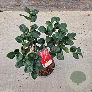 Camellia j. 'Lady Campbell' 40-50 cm 5,0L