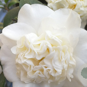 Camellia j. 'Snowball' 125-150 cm cont. 90L meerstammig