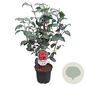 Camellia ret. 'Mary Williams' 40-50 cm 3,0L