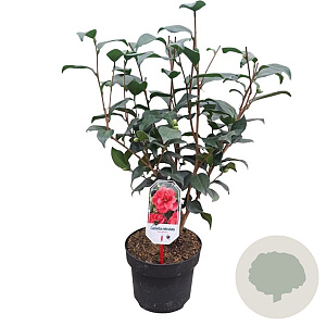 Camellia ret. 'Mary Williams' 60-80 cm 5,0L