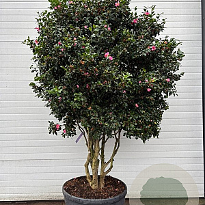 Camellia sasanqua GM container meerstammig solitair