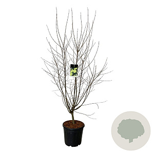 Cercidiphyllum japonicum 150-175 cm 30L extra