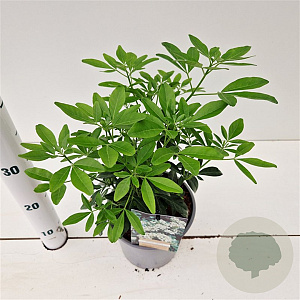 Choisya ternata 20-30 cm 2,5L