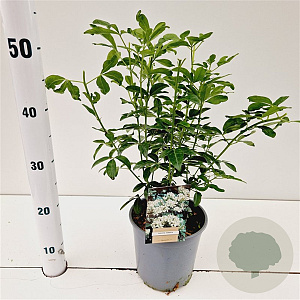 Choisya ternata 20-30 cm 2,5L