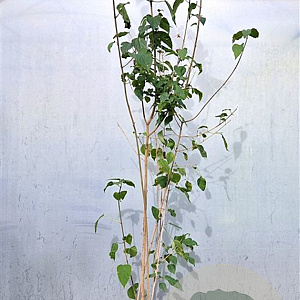 Clerodendrum trichotomum fargesii 175-200 cm 15L