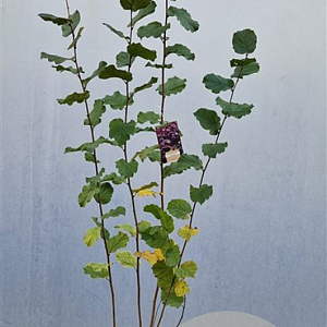 Corylus m. 'Purpurea' 170-200 cm 10L
