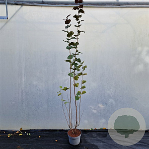 Corylus m. 'Purpurea' 225-250 cm cont. 100L