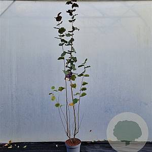 Corylus m. 'Purpurea' 225-250 cm cont. 100L