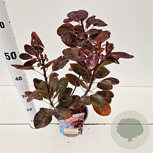 Cotinus cog. 'Royal Purple' 30-40 cm 2,5L