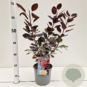 Cotinus cog. 'Royal Purple' 40-50 cm 3,0L