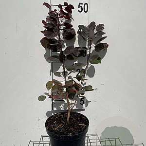 Cotinus cog. 'Royal Purple' 40-50 cm 3,0L
