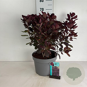 Cotinus cog. 'Royal Purple' 50-60 cm 10L
