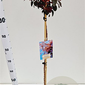 Cotinus cog. 'Royal Purple' 80 cm stam 4,0L