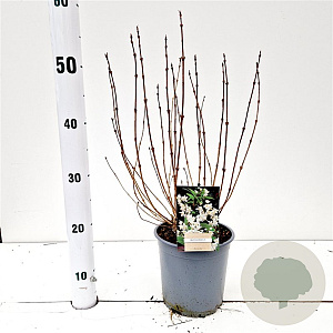 Deutzia gracilis 30-40 cm 2,5L
