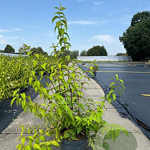 Deutzia hybrida 'Strawberry Fields' 80-100 cm 10L