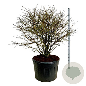 Euonymus alatus 150-175 cm cont. 230L solitair