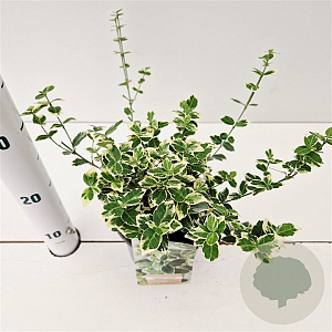 Euonymus fort. 'Emerald Gaiety' 20-25 cm C1.5