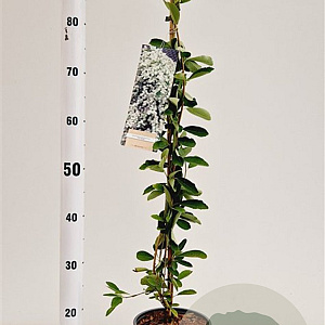 Exochorda 'The Bride' 70-80 cm 2,5L