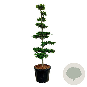 Fagus sylvatica 175-200 cm cont. 90L bonsai