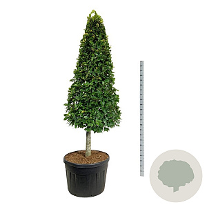 Fagus sylvatica 200-225 cm cont. 180L Pir. op stam
